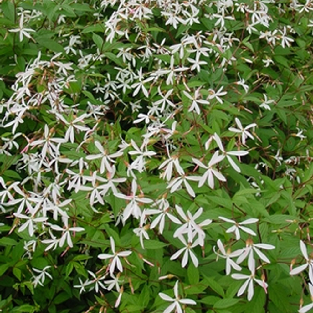 Gillinea trifolata Bowman’s Root