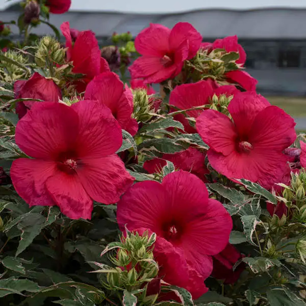 Hibiscus - Summer Carnival Rose Mallow - Sugar Creek Gardens