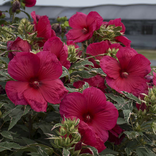 Hibiscus Summer Carnival Rose Mallow