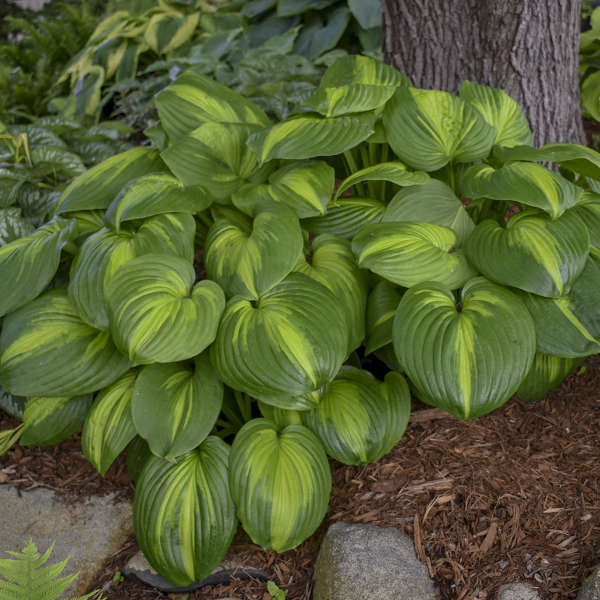 Hosta Cathedral Windows - Sugar Creek Gardens Sugar Creek Gardens | Plant  Nursery for Missouri & Illinois