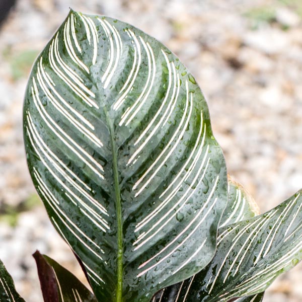 Calathea – Pin Stripe Prayer Plant