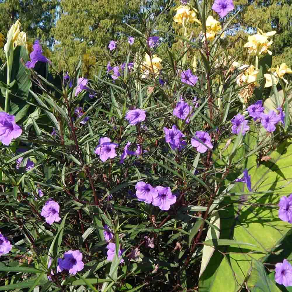 Mexican Petunia Purple Showers, Ruellia - Sugar Creek Gardens