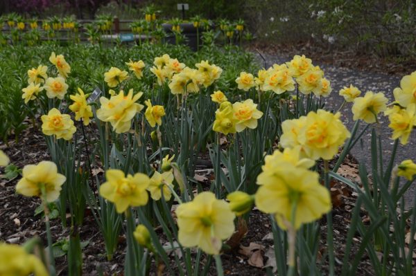 Narcissus Tahiti Daffodil
