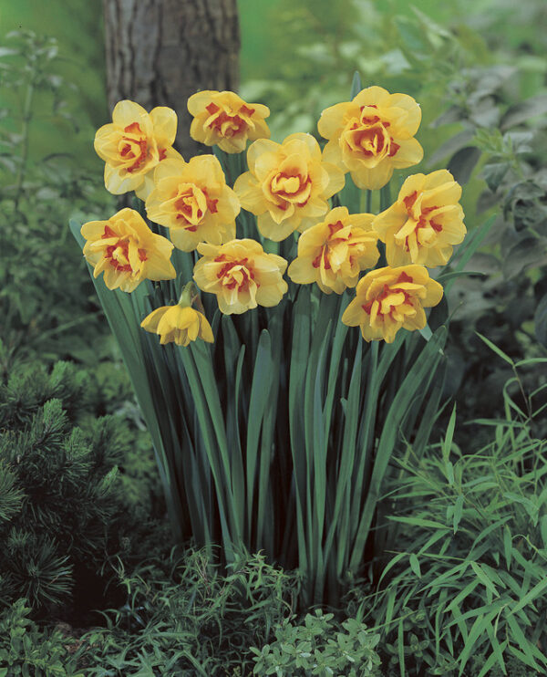 Narcissus Tahiti Daffodil