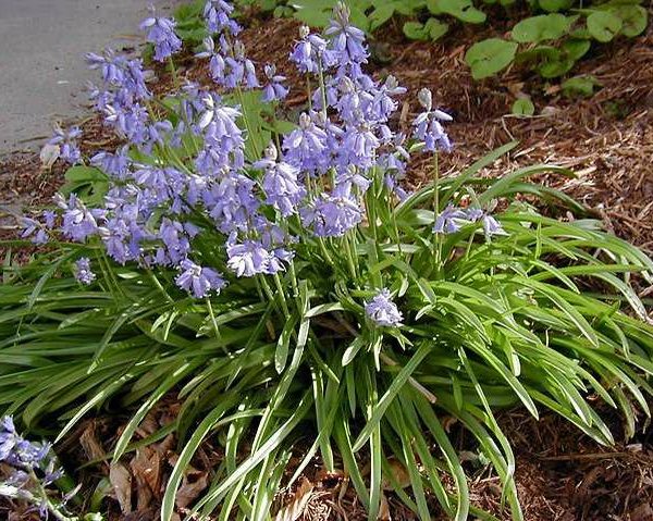 Spanish Bluebells – Hyacinthoides hispanica