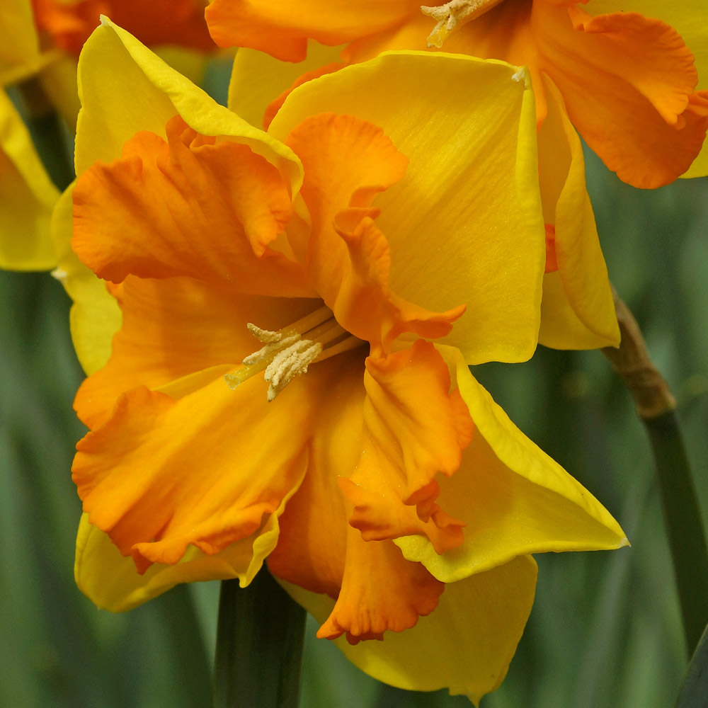 Daffodil Congress