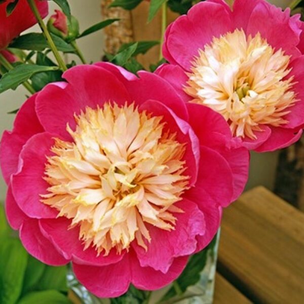 Paeonia – Bowl of Love Peony – Fresh Dug Roots for Fall Planting