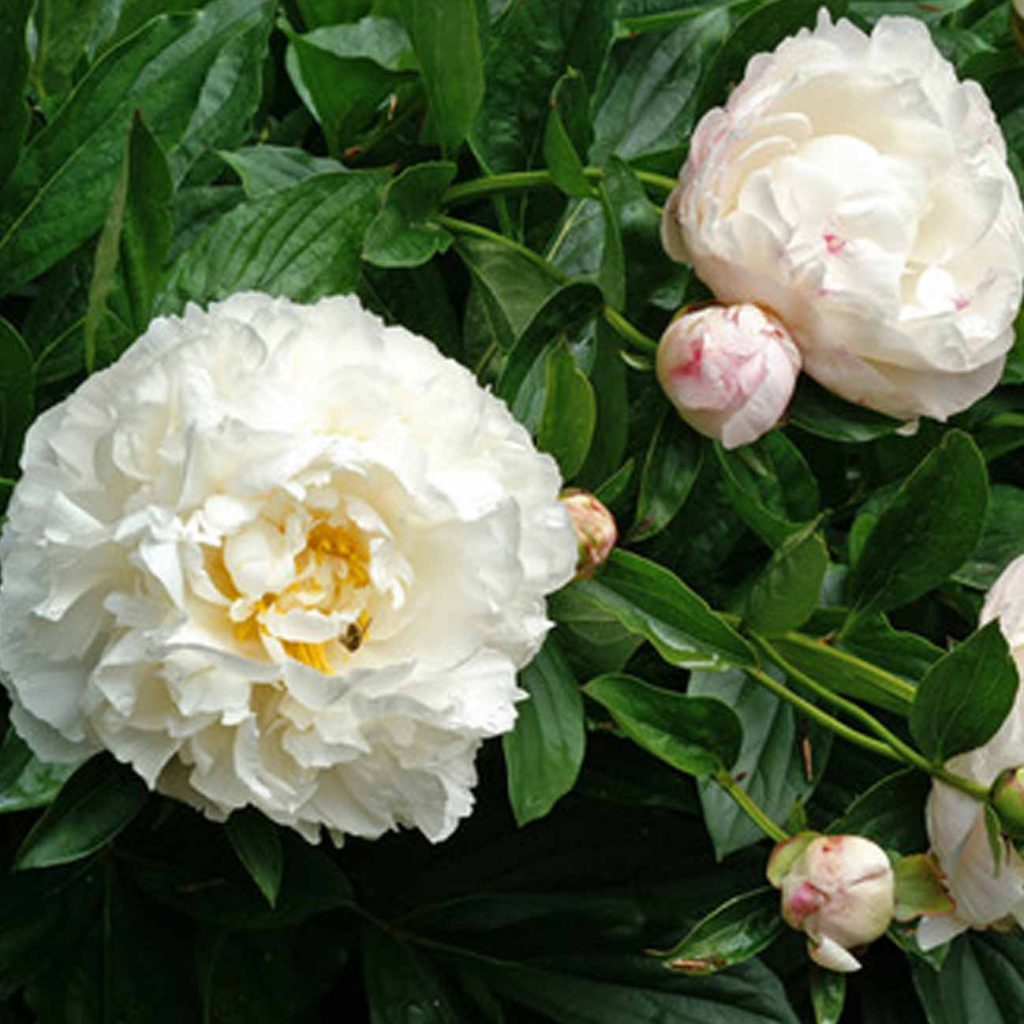 Paeonia Gardenia Peony - Sugar Creek Gardens