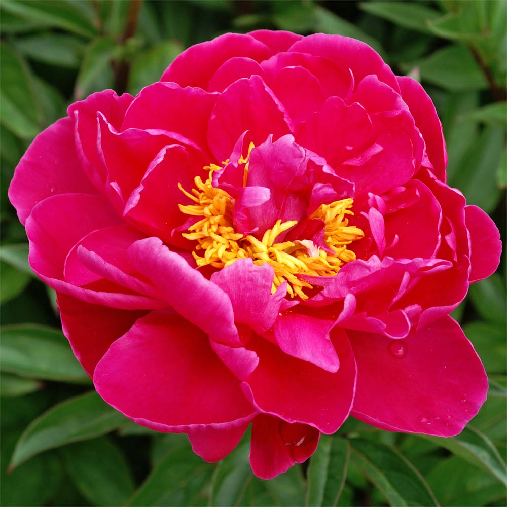 Karl rosenfield deals peony