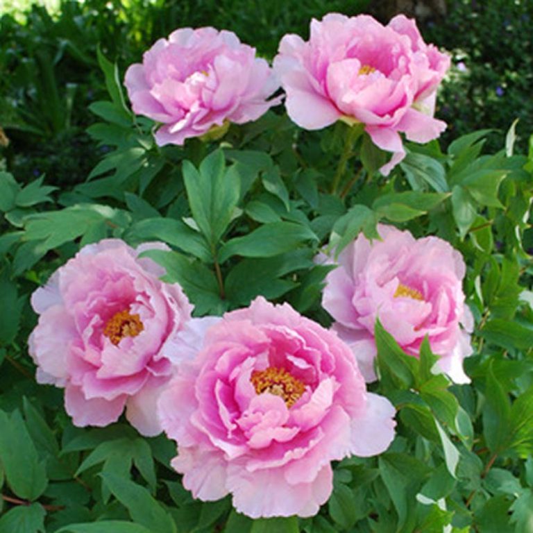 Peony Growing Tips - Sugar Creek Gardens