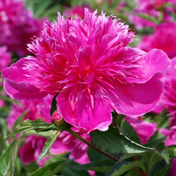 Paeonia – Purple Spider Peony – Fresh Dug Roots for Fall Planting