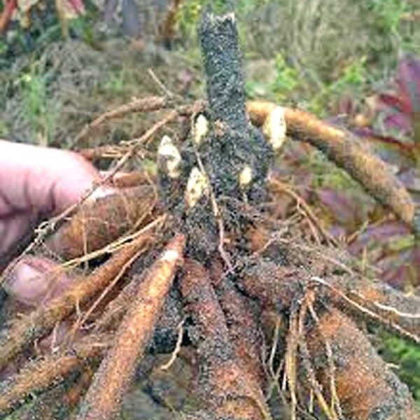 Paeonia – Coral Charm Peony – Fresh Dug Roots for Fall Planting