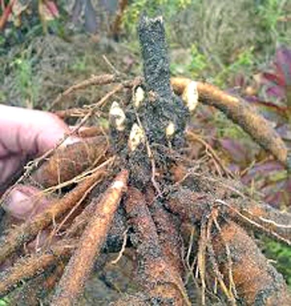 Peony root with eyes