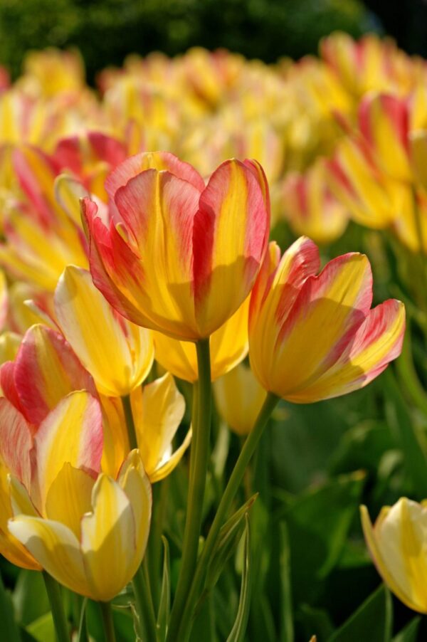 Tulip Antoinette