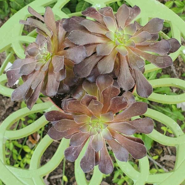Aeonium – Zwartkop Black Rose Aeonium