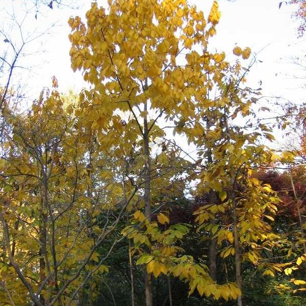 Asimina triloba – Pawpaw Tree