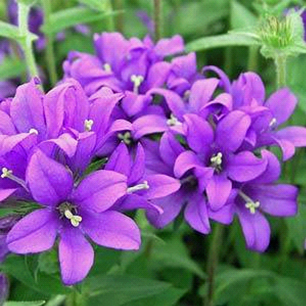 Campanula – Joan Elliott Clustered Bellflower