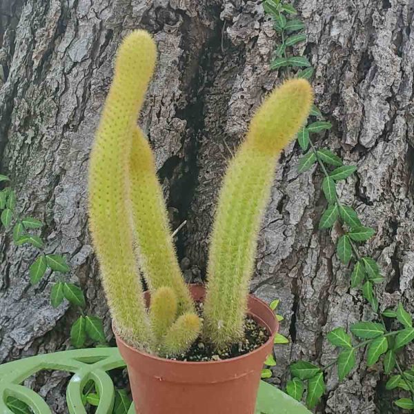 Golden Monkey Tail Cactus Cleistocactus winteri
