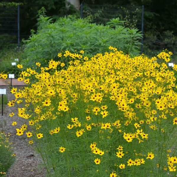 Coreopsis Gilded Lace Tickseed