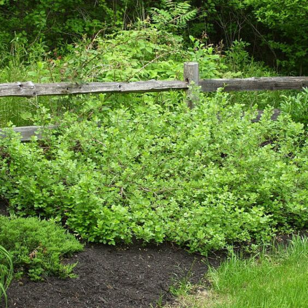 Rhus - Gro Low Fragrant Sumac - Sugar Creek Gardens