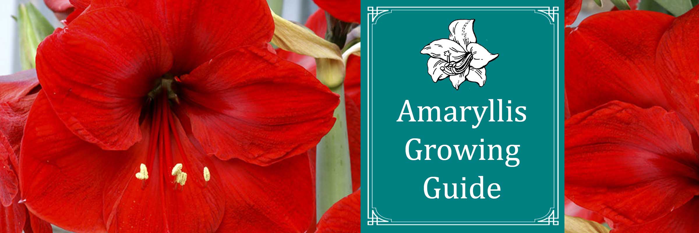 Amaryllis Growing Guide Sugar Creek Gardens