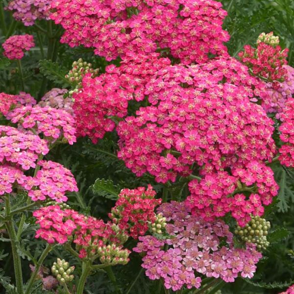 Best Perennial Plants for St. Louis Missouri Area - Sugar Creek Gardens