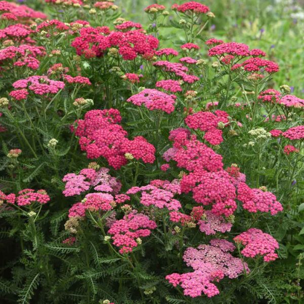 Perennials - Sugar Creek Gardens