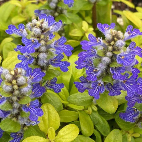 Ajuga Feathered Friends Cordial Canary