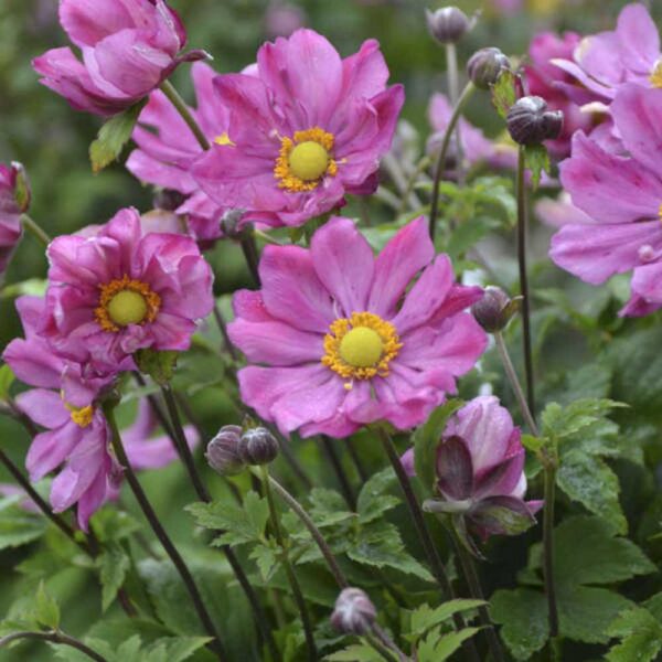 Anemone Curtain Call Deep Rose Windflower