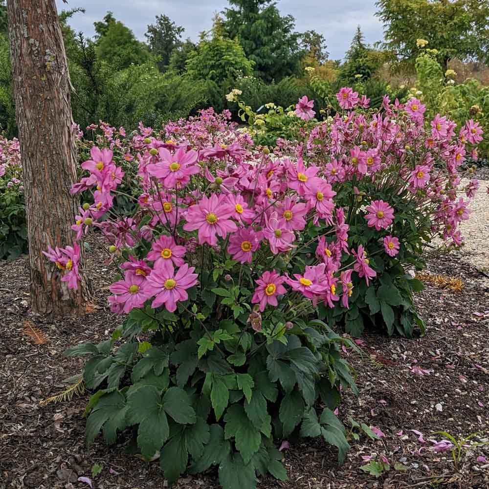 Anemone – Curtain Call Deep Rose Windflower