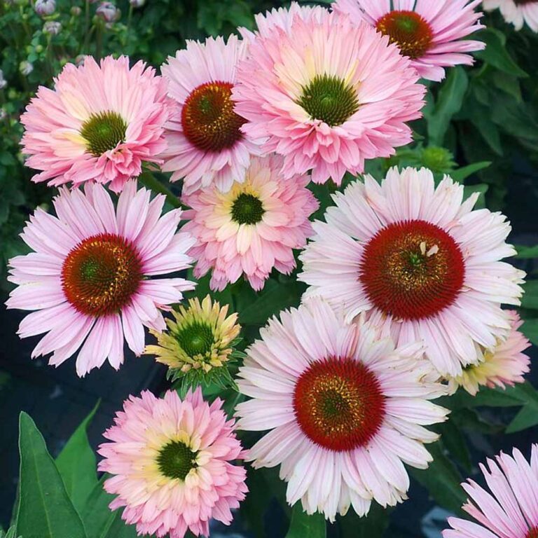 Echinacea - SunSeekers Salmon Coneflower - Sugar Creek Gardens