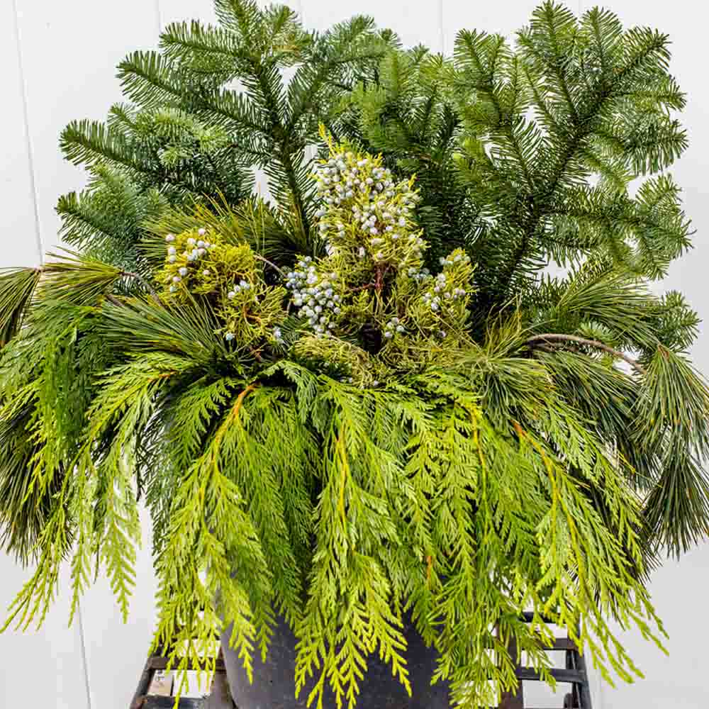 Fresh Cut Evergreen Bundles for Containers - Sugar Creek Gardens