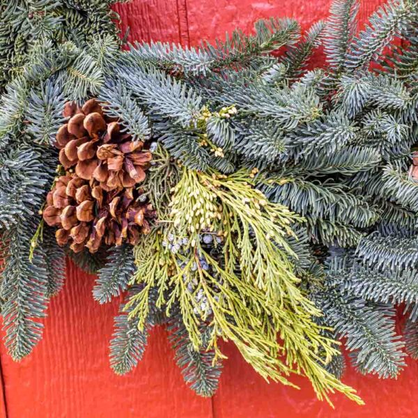 Fresh Cut Evergreen Wreath with Cones 30 Inches Wide on 16 Inch Frame