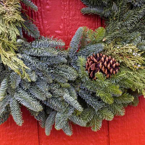 Fresh Cut Evergreen Wreath with Cones 28 Inches Wide on 14 Inch Frame