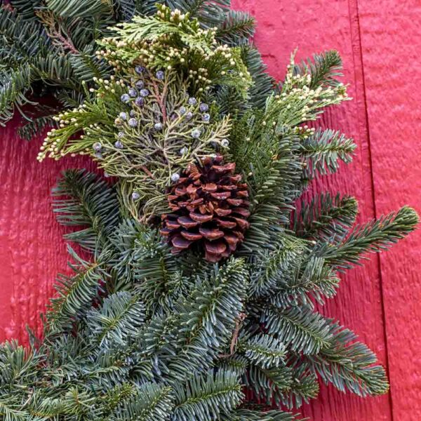 Fresh Cut Evergreen Wreath with Cones 24 Inches Wide on 12 Inch Frame