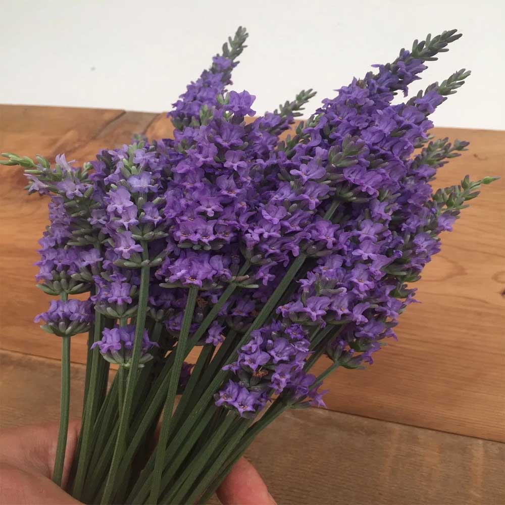 Lavender Sensational! Sugar Creek Gardens