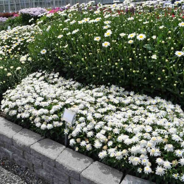 Leucanthemum – Carpet Angel Daisy – First Ground Cover Shasta Daisy