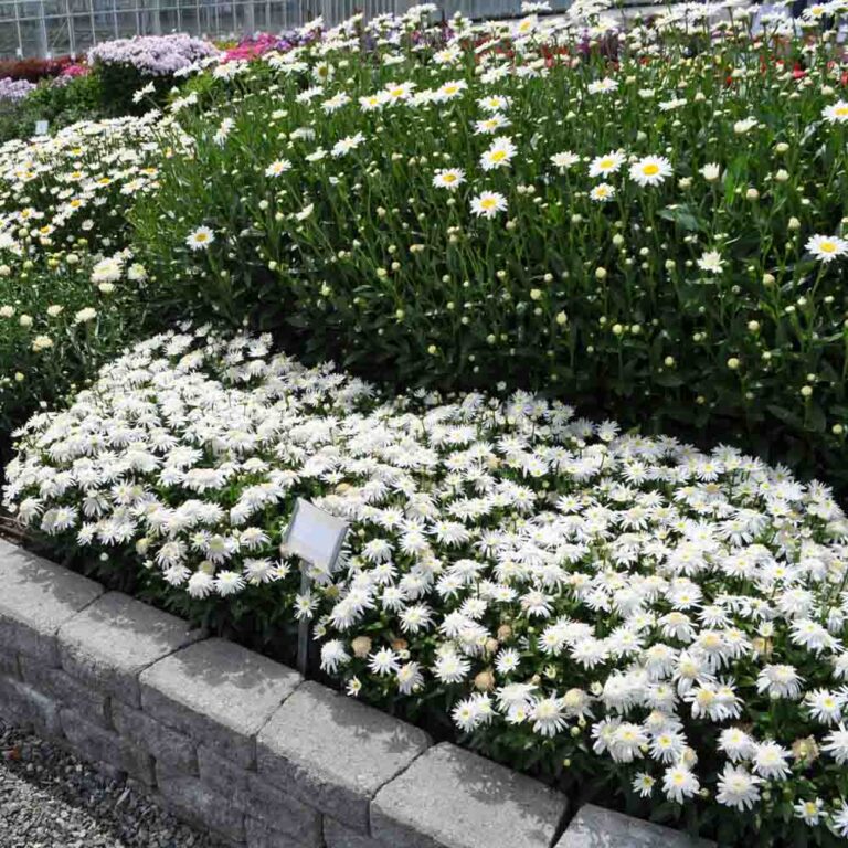 Leucanthemum Carpet Angel Daisy First Ground Cover Shasta Daisy