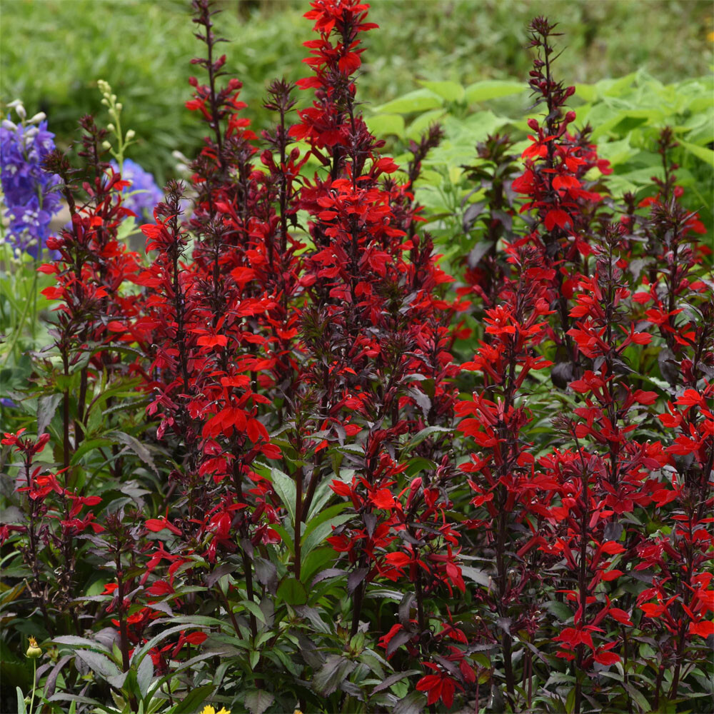 GL FLEX 9 WIDE リドル　ハル　スタビー Lobelia Starship - Scarlet Bronze Leaf Cardinal Flower - Sugar