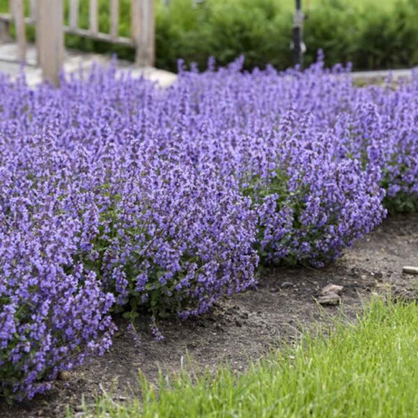 Nepeta – Cat’s Pajamas Catmint