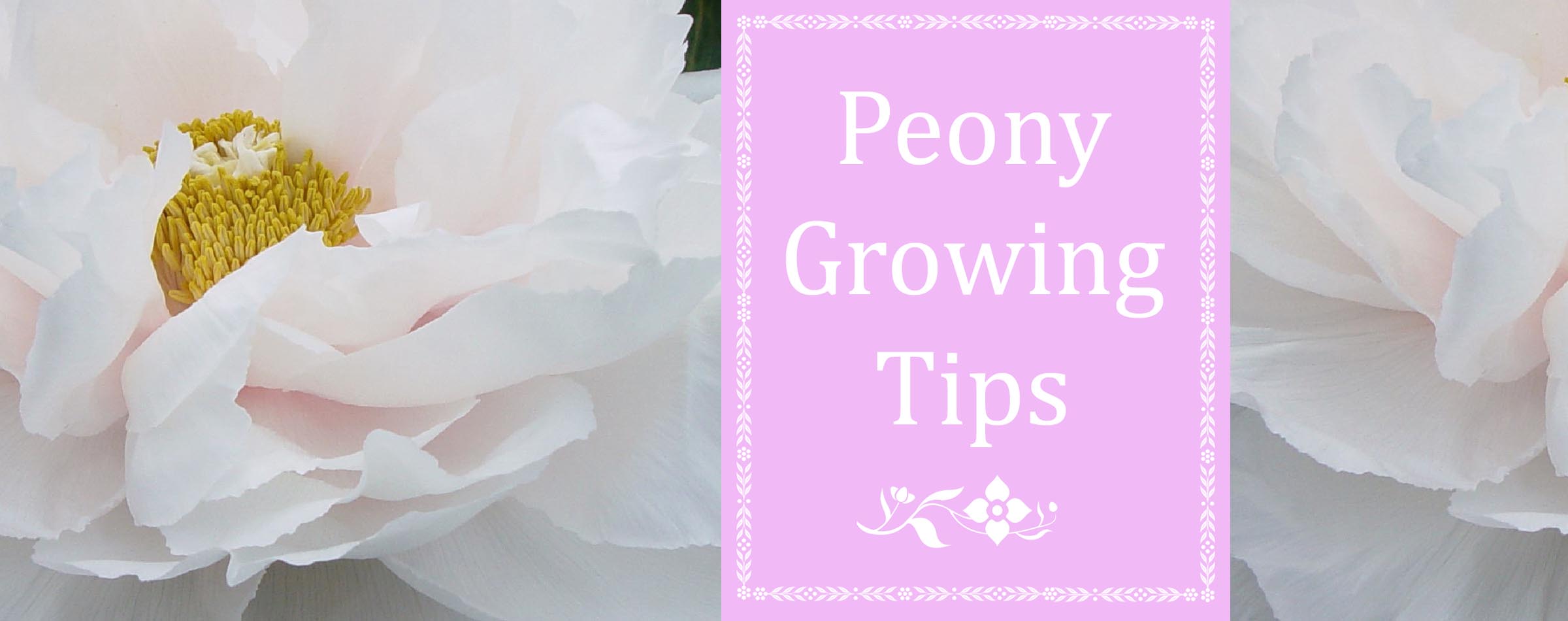 Peony Growing Tips Sugar Creek Gardens