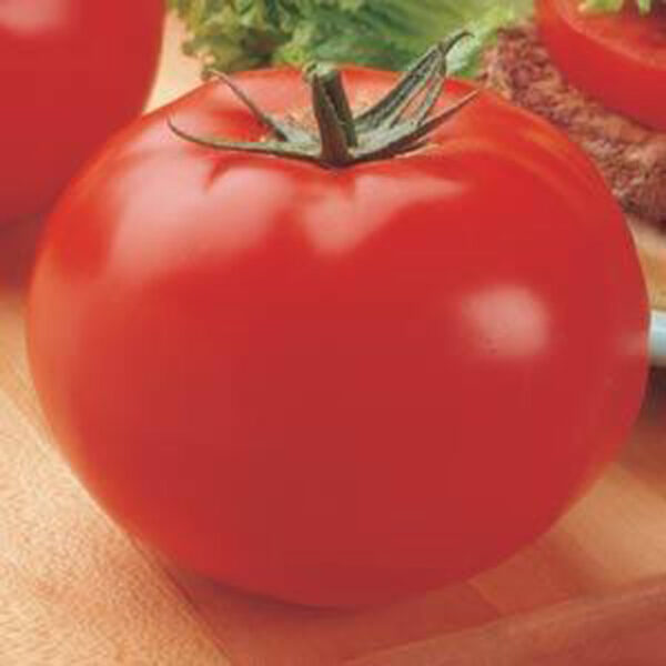 Tomato Mighty ‘Mato Big Beef Grafted Tomato