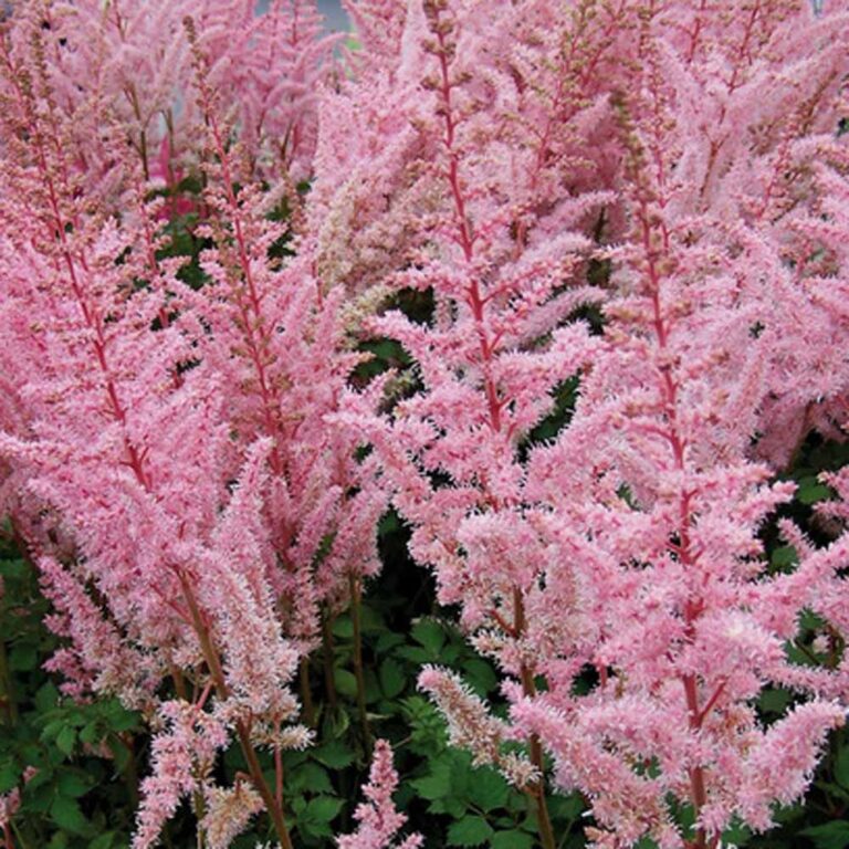 Astilbe Mighty Pip False Spirea - Sugar Creek Gardens