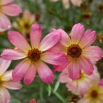 Coreopsis - Shades of Rose Tickseed - Sugar Creek Gardens