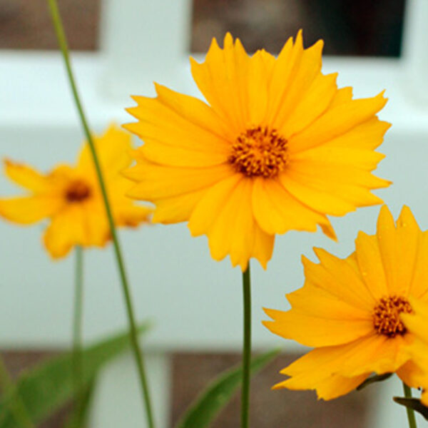 Coreopsis lanceolata – Lance Leaf Coreopsis