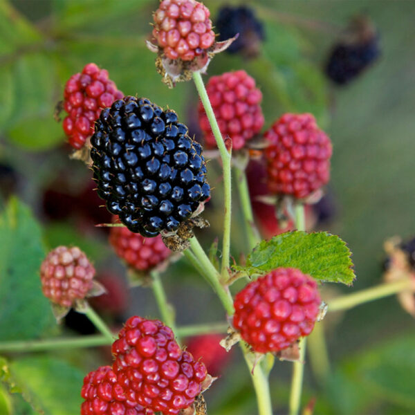 Rubus Baby Cakes, Blackberry Bush