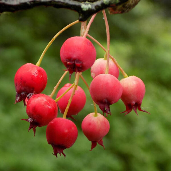 Amelanchier – Autumn Brilliance Apple Serviceberry