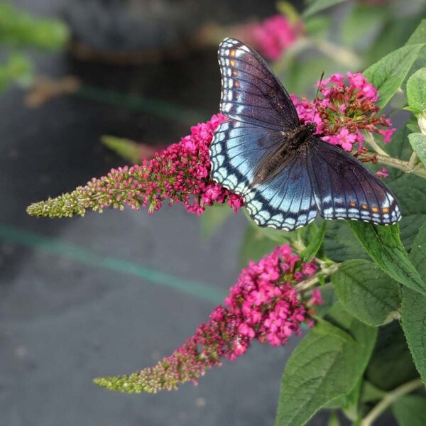 Buddleia – Ruby Chip Butterfly Bush