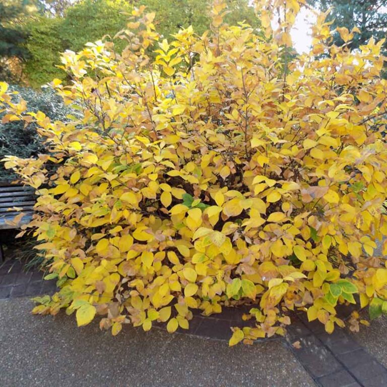 Calycanthus floridus, Carolina Allspice Sugar Creek Gardens
