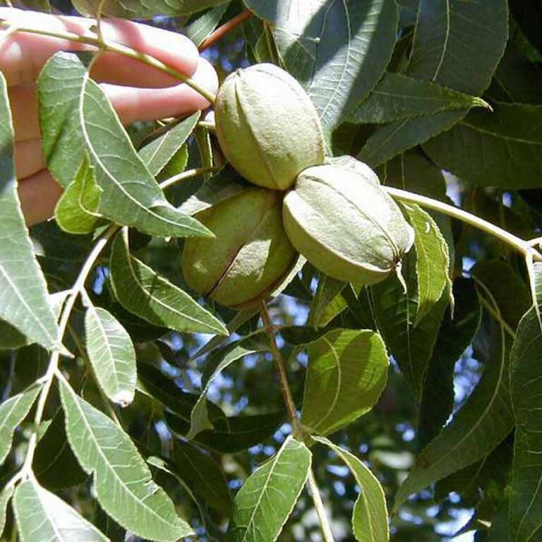 Carya illinonensis, Pecan Tree - Sugar Creek Gardens